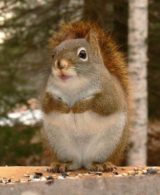 ~Red Squirrel Portraits~  ~SUB GALLERY~