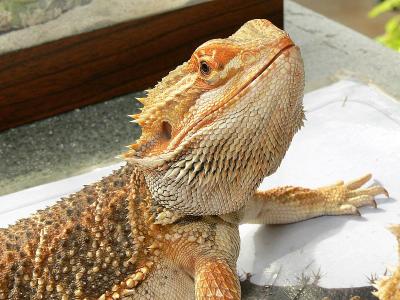 Bearded Dragon