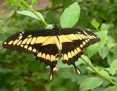 GIANT  SWALLOWTAIL  Gallery