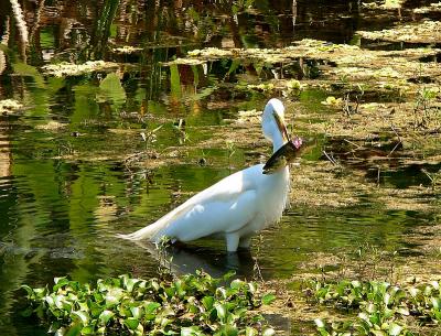 White Egret-1