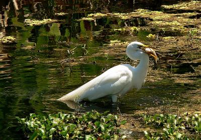 White Egret-2