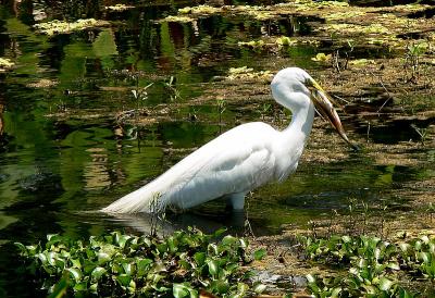 White Egret-3