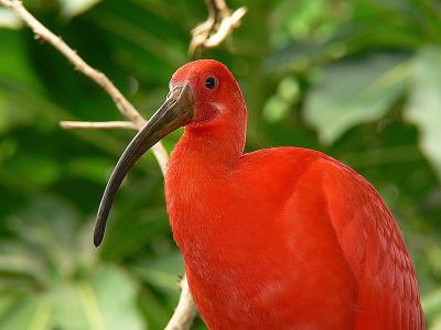 Scarlet Ibis