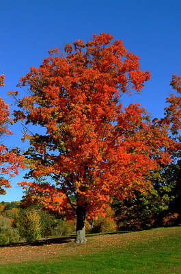 New England Fall 2007