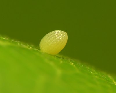 Monarch Butterfly Egg