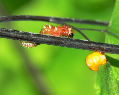 Attack on CattleHeart  Larva (A)