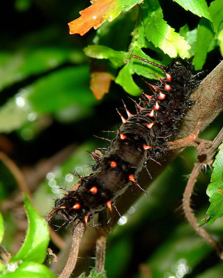 Malachite Caterpillar