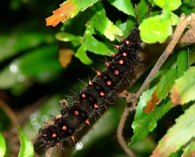 Malachite Caterpillar