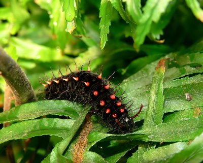 Malachite Caterpillar