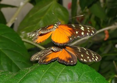 Hecale Mating Dance 4 / 7