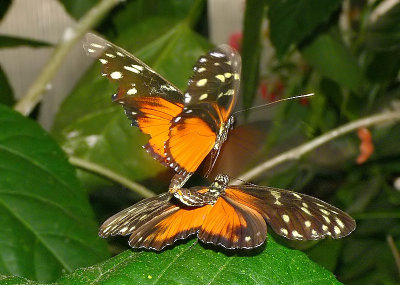 Hecale Mating Dance 6 / 7