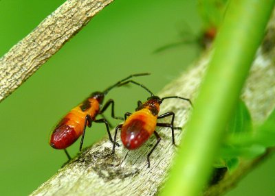 Aphids - Florida (FZ50)