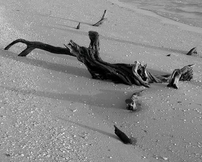 Beach Driftwood - B/W