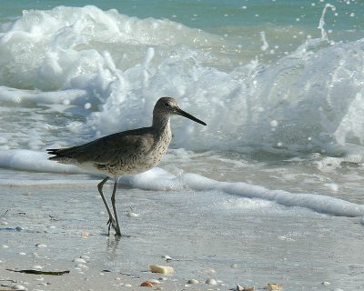 Wildlife/Large Birds