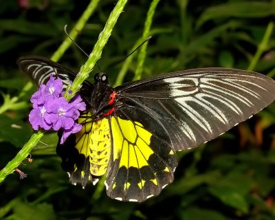 Golden Birdwing