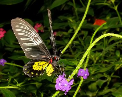 Golden Birdwing