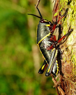 Juvenile Eastern Lubber Grasshopper