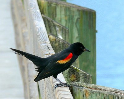 Red-Wing Black Bird