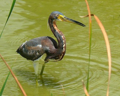 Tricolored Heron (juvenile)