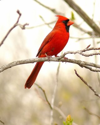 Cardinal (m) <))