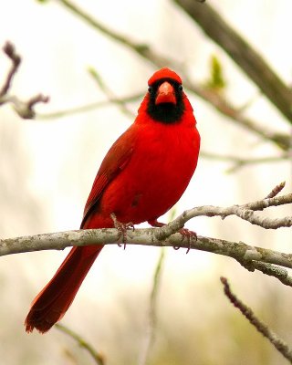 Cardinal (m) <))