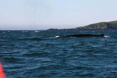 Finback whale just surfacing