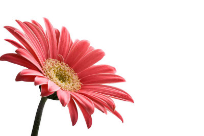 gerbera