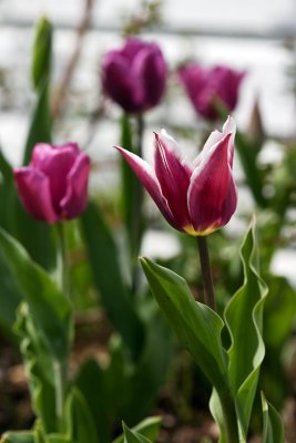 tulips