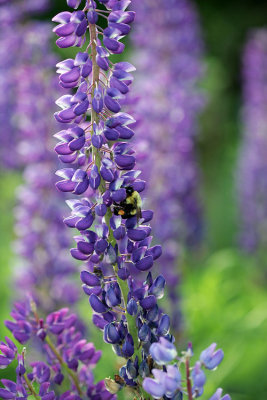 lupines along the roads