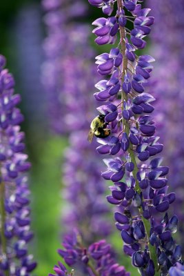 Lupines