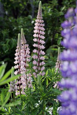 lupines along the roads