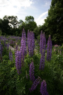 lupines along the roads