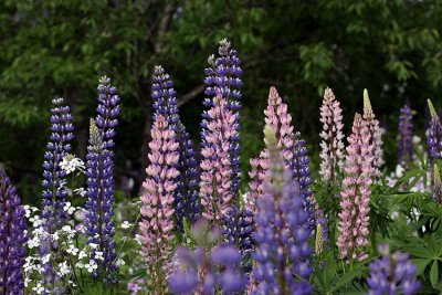 lupines along the roads