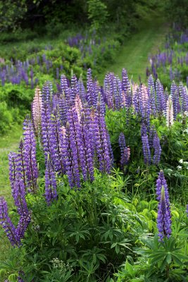lupines along the roads