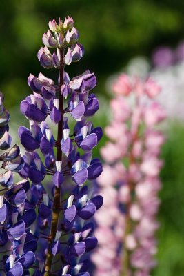 lupines along the roads