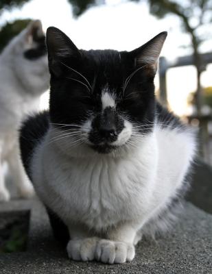 g3/36/457736/3/54083801.enoshima021_filtered.jpg