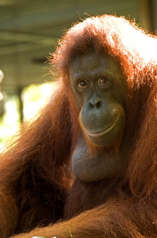 Orangutang