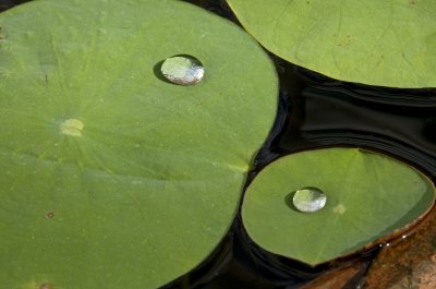Water Lilly leaves