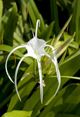 Malaysian White