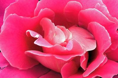 Liquid rose