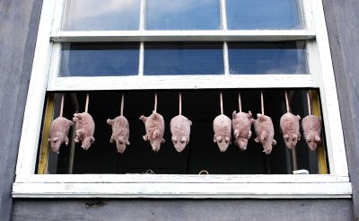 10 toy rats in a window