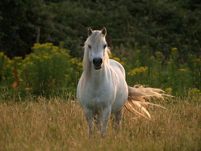 White horse in summer evening mood
