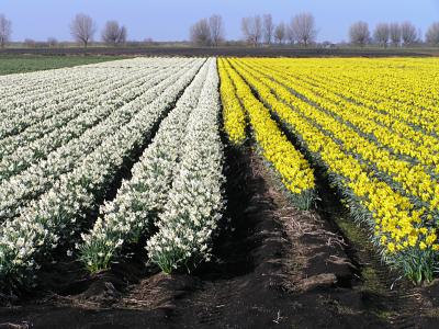 Field of Daffodils in Swaffham Prior Fen