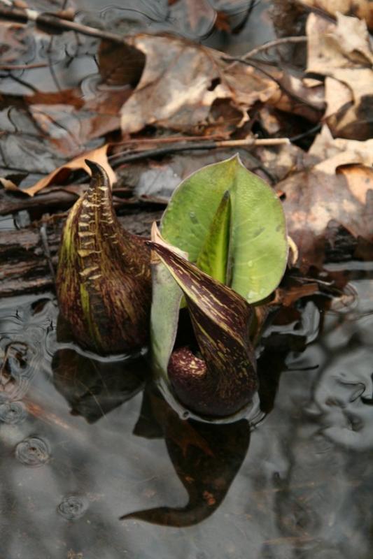 Skunk Cabbage