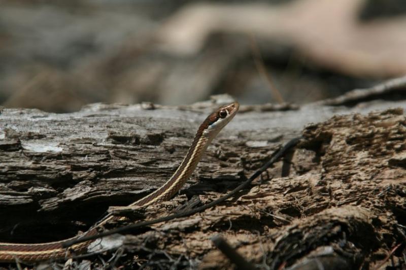 Ribbon Snake
