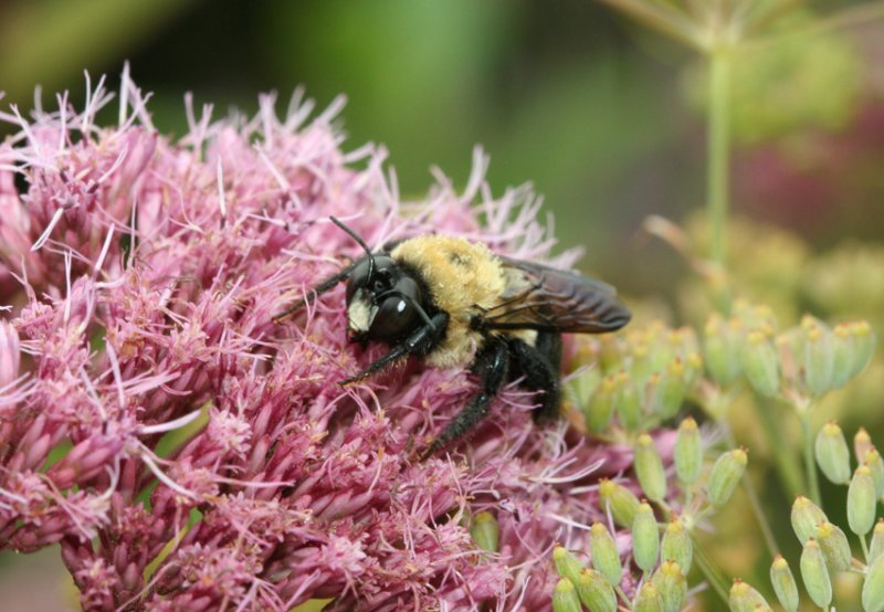 Sleepy Bee