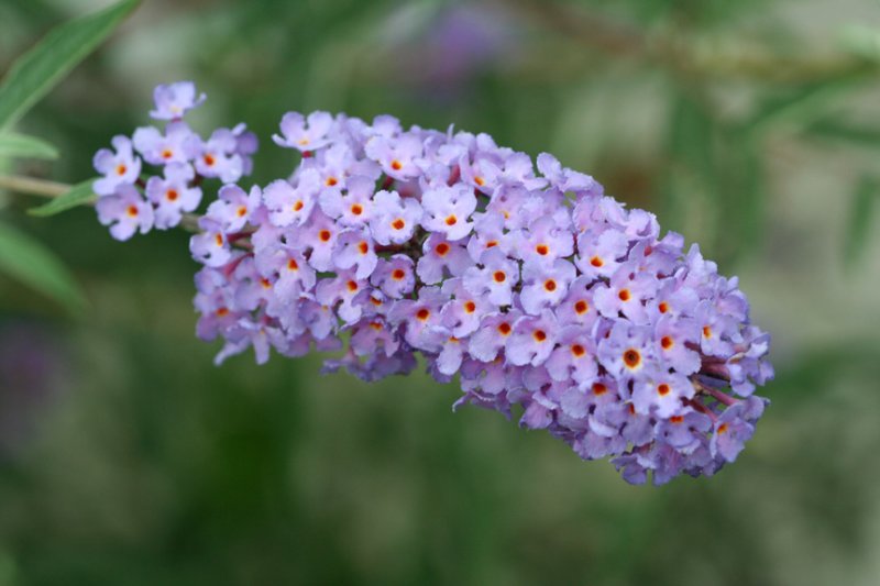 Butterflybush