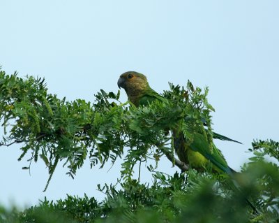 Brown-throated Parakeets