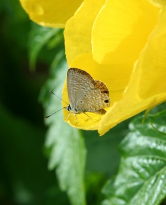 Native Butterfly Species