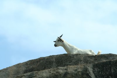 Feral Goat atop a Large Boulder